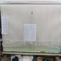 دار چله کشی،نخ و نقشه سلاطین