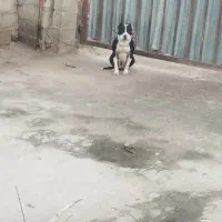 سگ پیتبول|سگ|مینودشت, |دیوار