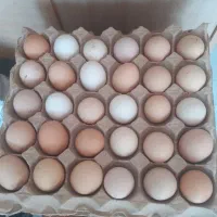 تخم مرغ محلی و تخم اردک