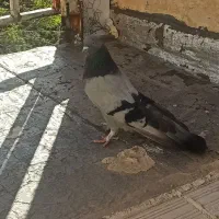 کبوتر