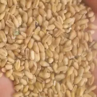 گندم محلی درجه یک ارسال رایگان