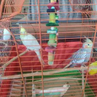 عروس هلندی نر وماده
