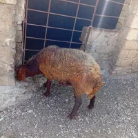 قوچ افشار جوان