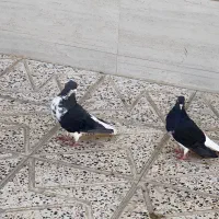 کبوتر خوشرنگ