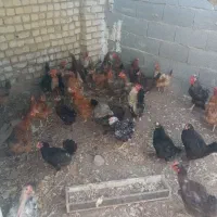 مرغ تخم گذار