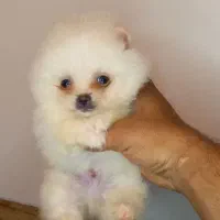 پامرانین خرسی جیبی و تیکاپ واقعی