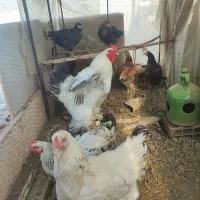 مرغ و خروس