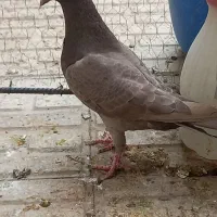 کبوتر|پرنده|تاکستان, |دیوار