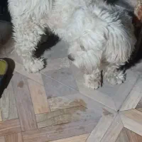 فروش سگ پاکوتا