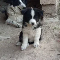 توله ماده و نر نگهبان