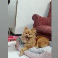 سگ پامر ماده