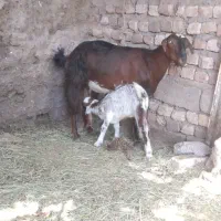 گوسفند فروشی
