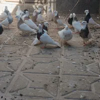 کفتر