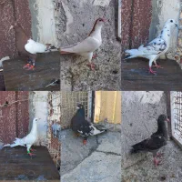 کفتر پررشی و بوم