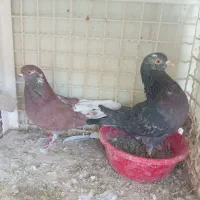 کفتر