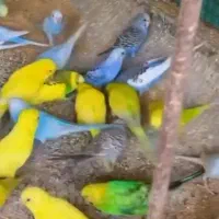 مرغ عشق جفت