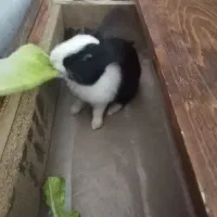 بچه خرگوش