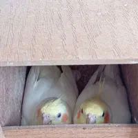 جفت عروس هلندی مولد