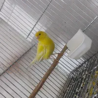 دو عدد قناری ماده طلایی و یلو