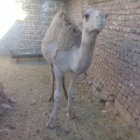 فروشی شترچاق وچله