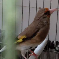 سهره