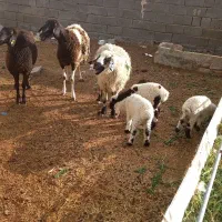 میش وبره