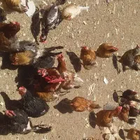 مرغ گلپایگانی