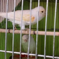 سهره . قناری . سهره خ ا ک ی