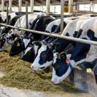 فروش گاوداری شیری در گلمکان(نقد و تهاتر)