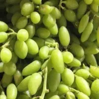 انگور غوره