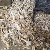 سیر خندان