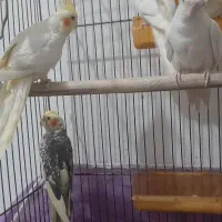 عروس هلندی
