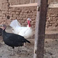 بوقلمون