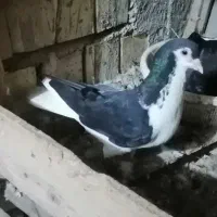 زاغ با جوجش و یک عدد شهری