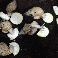 حلزون تراپی فوری فروشی