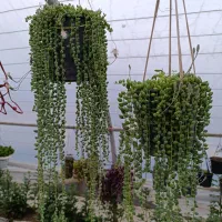 فروش گل های طبیعی