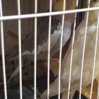 عروس هلندی تخم گذار