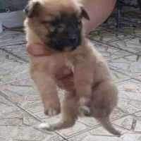 سگ پامر توله اشپیتز نر مفت گفتم