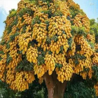 نماینده اصلی کودکروا و سبوسیب