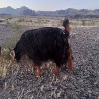 دوتا بز با دوتا شنک