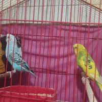 جفت مرغ عشق