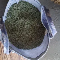رزماری