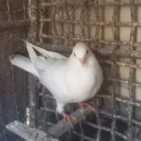 کفتر