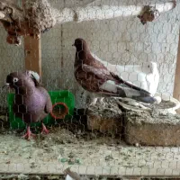 یه جفت کبوتر با جوجه