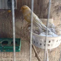 قناری ماده رسمی