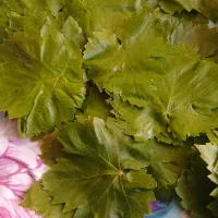 برگ مو تازه