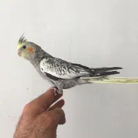 جوجه عروس هلندی