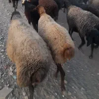 گوشت گوسفندی کشتاری میش بز بره بزغاله قوچ گاو گوسا