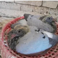 جوجه پلاکی خاهروبرادراشون بازرگان نشستن