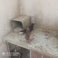 چند جفت جفتگاه